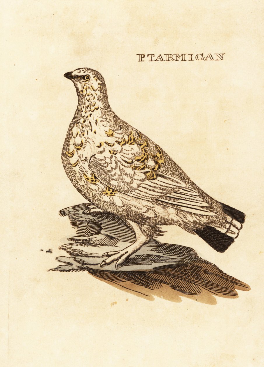 Rype eller hvitvilt, Lagopus lagopus av Edward Donovan