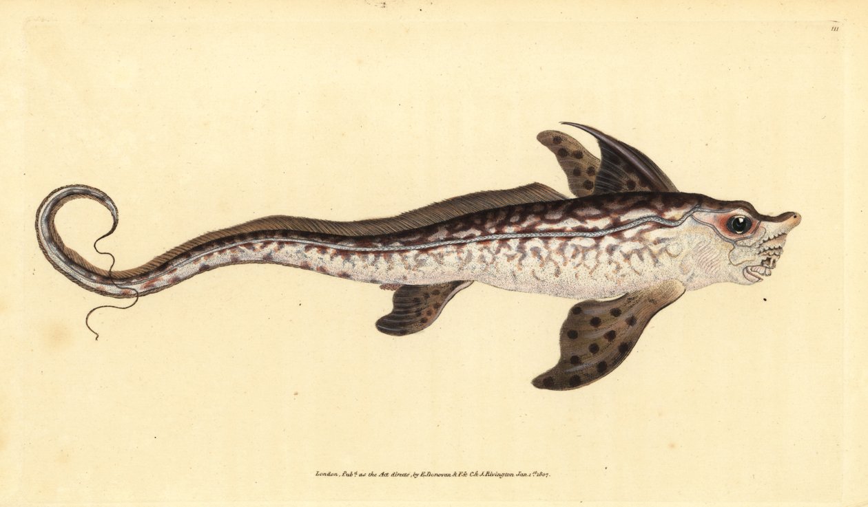 Kaninfisk eller sjømonster, Chimaera monstrosa. Nær truet. Håndfarget kobberplate tegnet og gravert av Edward Donovan fra hans Natural History of British Fishes, Donovan og F.C. og J. Rivington, London av Edward Donovan