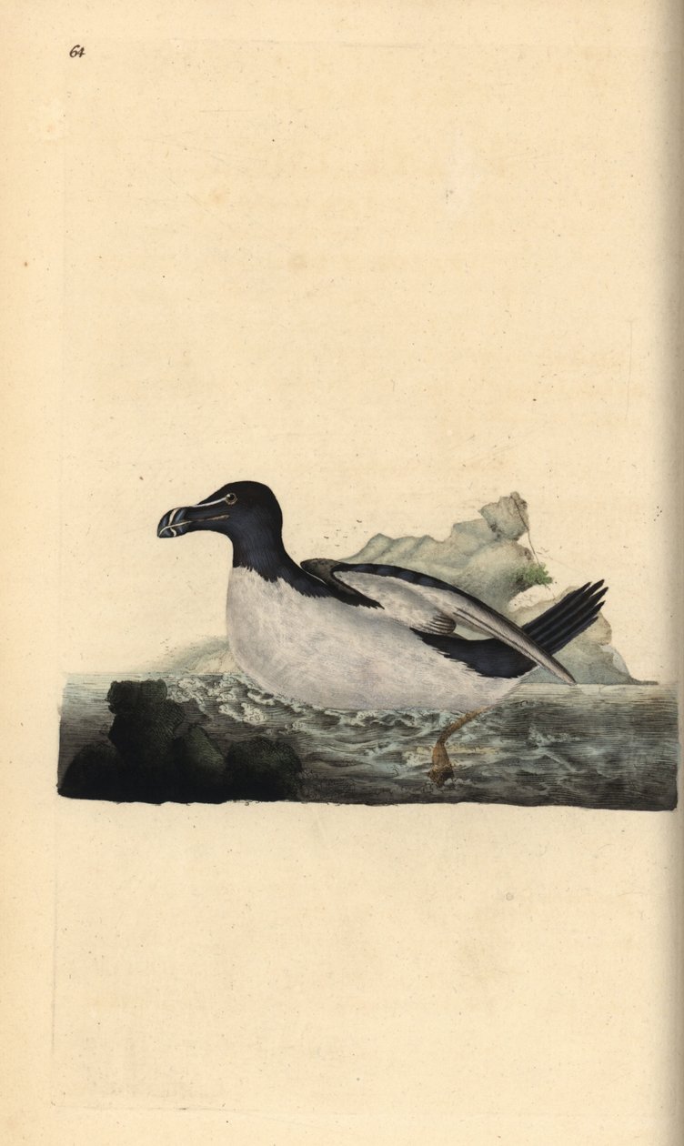 Alk, Alca torda. Håndfarget kobberplate tegnet og gravert av Edward Donovan fra hans egen "Natural History of British Birds," London av Edward Donovan