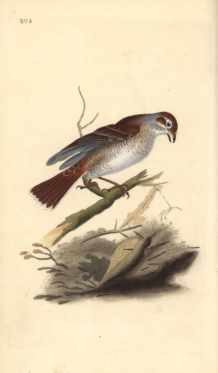 Rødrygg (hunn), Lanius collurio. Håndfarget kobberplate tegnet og gravert av Edward Donovan fra hans egen "Natural History of British Birds," London av Edward Donovan