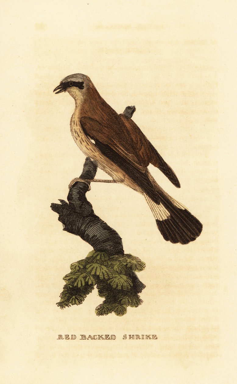 Rødrygg, Lanius collurio av Edward Donovan