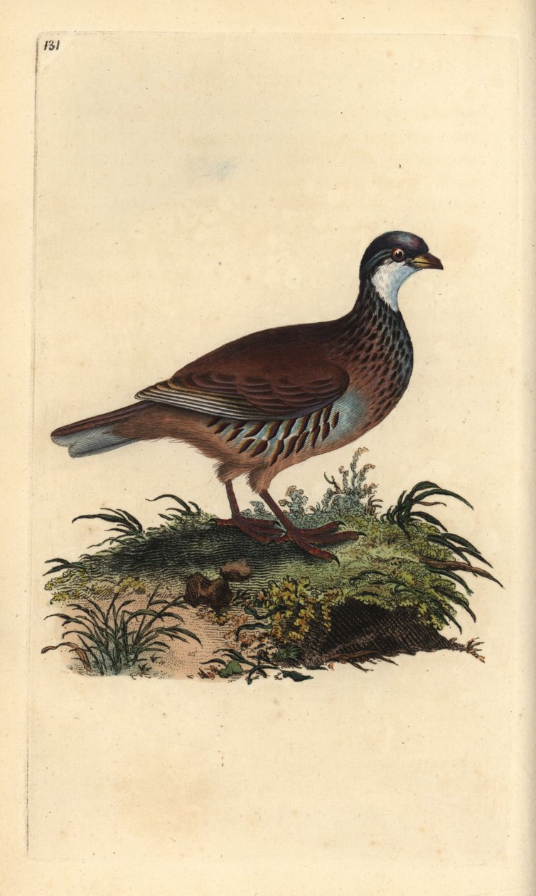 Rødbeint rapphøne, Alectoris rufa. Håndfarget kobberplate tegnet og gravert av Edward Donovan fra hans egen "Natural History of British Birds" (1794-1819). Edward Donovan (1768–1837) var en anglo-irsk amatørzoolog, forfatter, kunstner og gravør. H av Edward Donovan