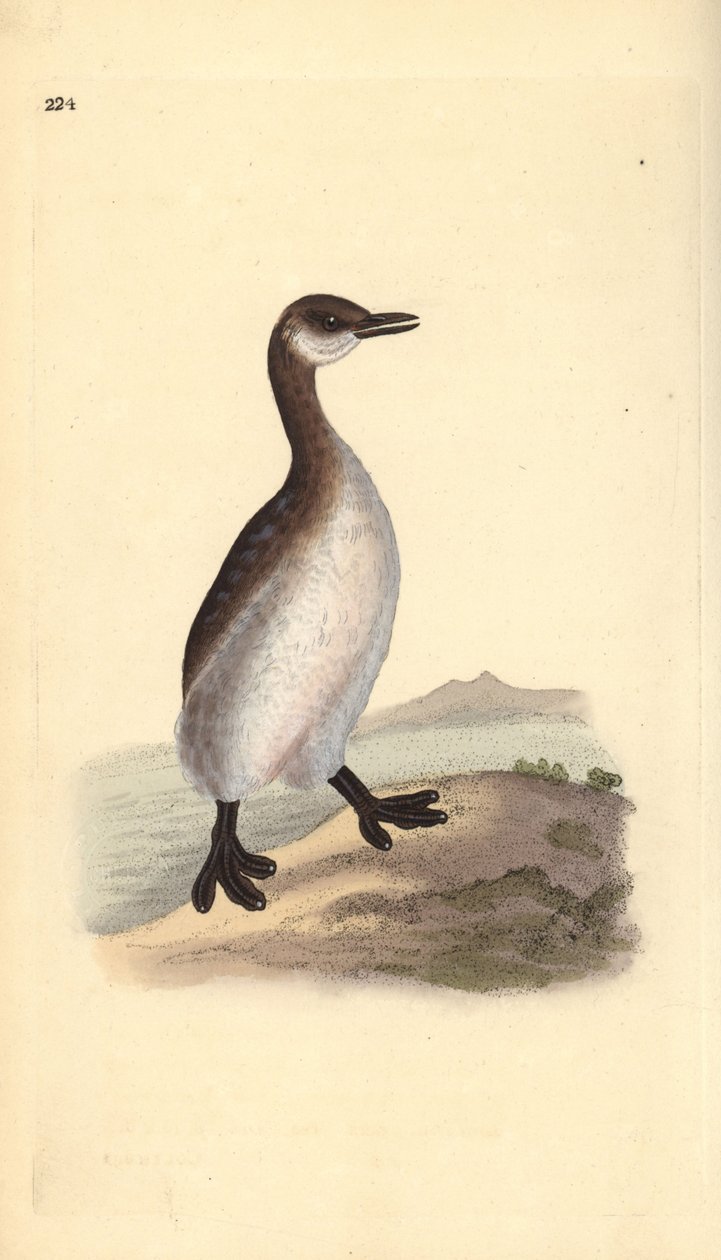 Rødhalset lappedykker (hunn), Podiceps grisegena. Håndfarget kobberplate tegnet og gravert av Edward Donovan fra hans egen "Natural History of British Birds," London av Edward Donovan