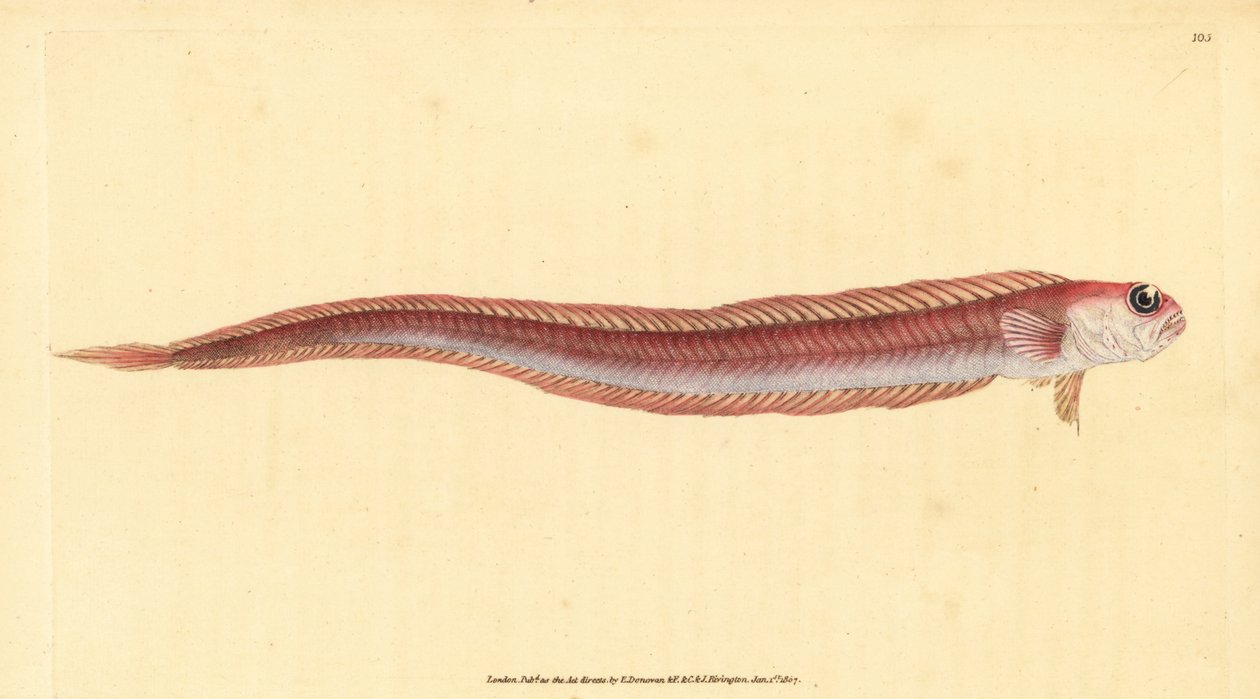 Rød båndfisk, Cepola macrophthalma (Rubescent båndfisk, Cepola rubescens). Håndfarget kobberplate tegnet og gravert av Edward Donovan fra hans Natural History of British Fishes, Donovan og F.C. og J. Rivington, London av Edward Donovan