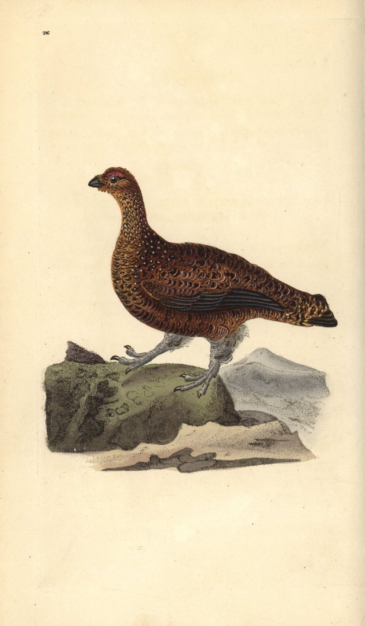 Rød rype (hunn), Lagopus scotica. Håndfarget kobberplate tegnet og gravert av Edward Donovan fra hans egen "Natural History of British Birds," London av Edward Donovan