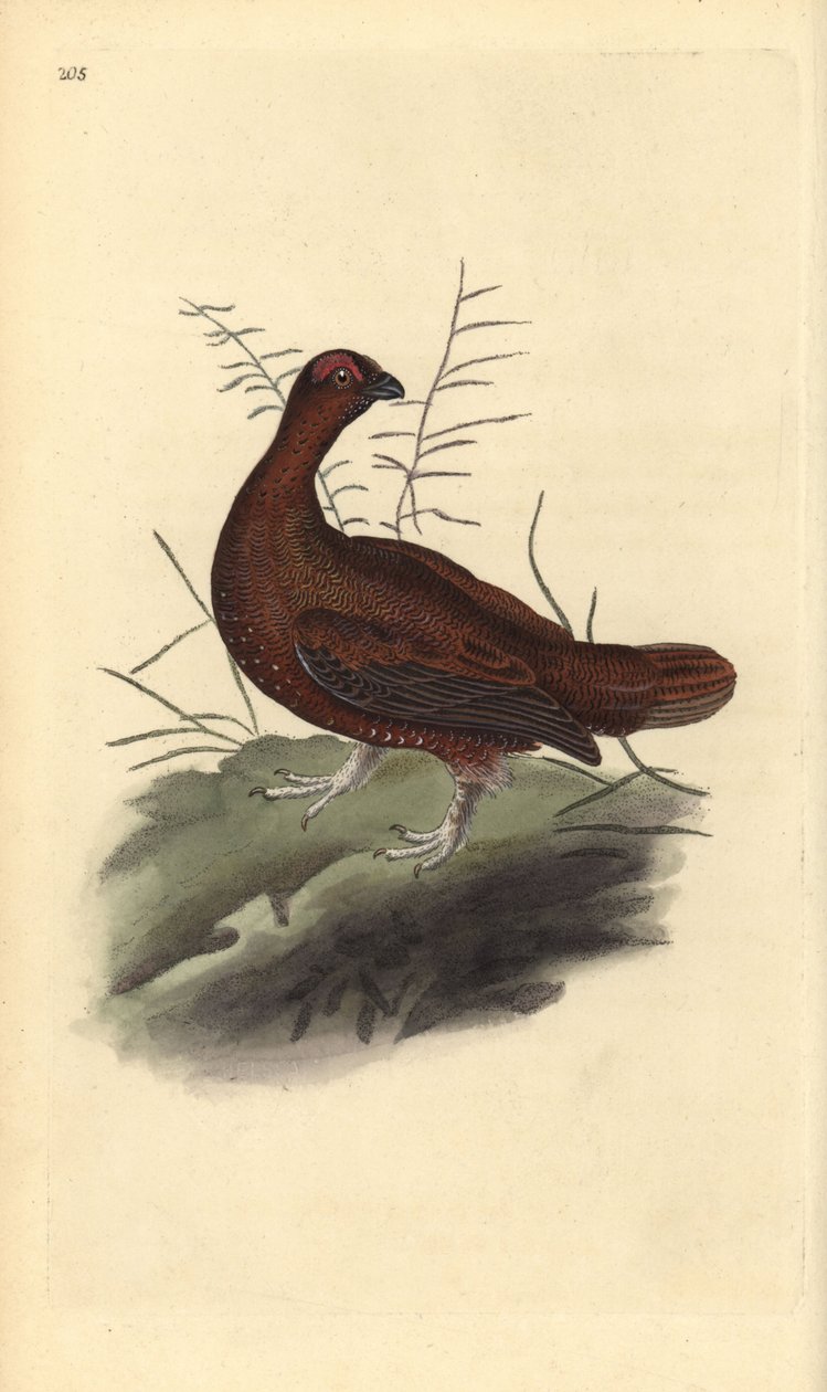 Rød rype, Lagopus lagopus scotica. Håndfarget kobberplate tegnet og gravert av Edward Donovan fra hans egen "Natural History of British Birds," London av Edward Donovan