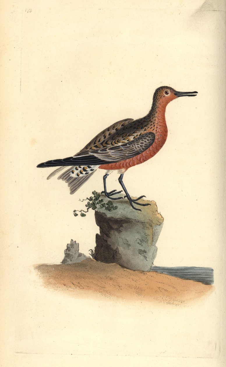 Rød knute, Calidris canutus. Håndfarget kobberplate tegnet og gravert av Edward Donovan fra hans egen "Natural History of British Birds," London av Edward Donovan