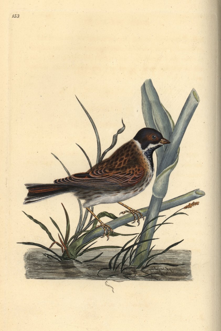 Sivspurv, Emberiza schoeniculus. Håndfarget kobberplate tegnet og gravert av Edward Donovan fra hans egen "Natural History of British Birds," London av Edward Donovan