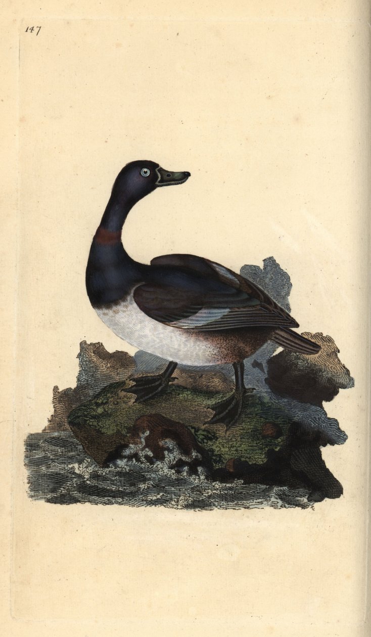 Ringhalset and, Aythya collaris. Håndfarget kobberplate tegnet og gravert av Edward Donovan fra hans egen "Natural History of British Birds," London av Edward Donovan