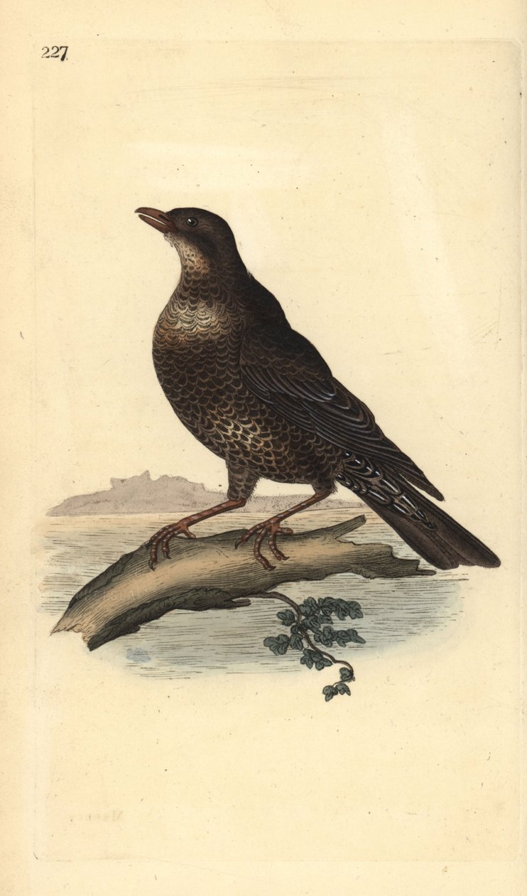 Ringouzel (hun), Turdus torquatus. Håndfarget kobberplate tegnet og gravert av Edward Donovan fra hans egen "Natural History of British Birds," London av Edward Donovan