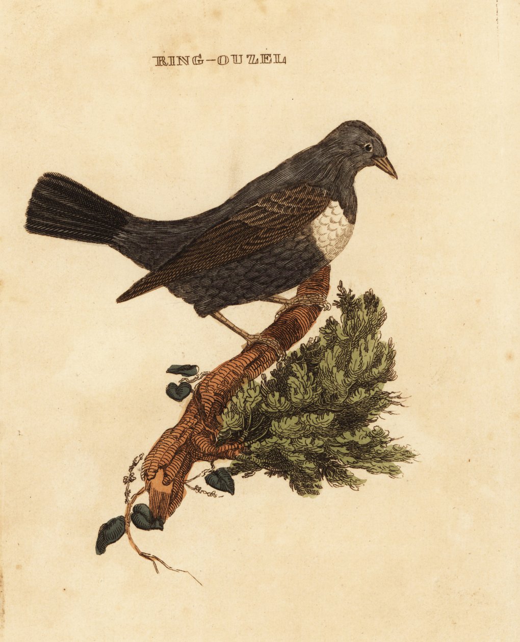 Ringouzel, trost av Edward Donovan