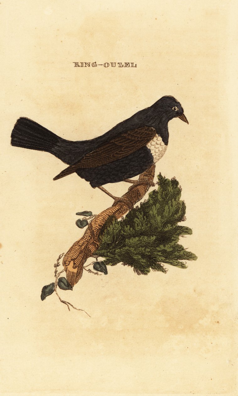 Ringouzel, Turdus torquatus av Edward Donovan