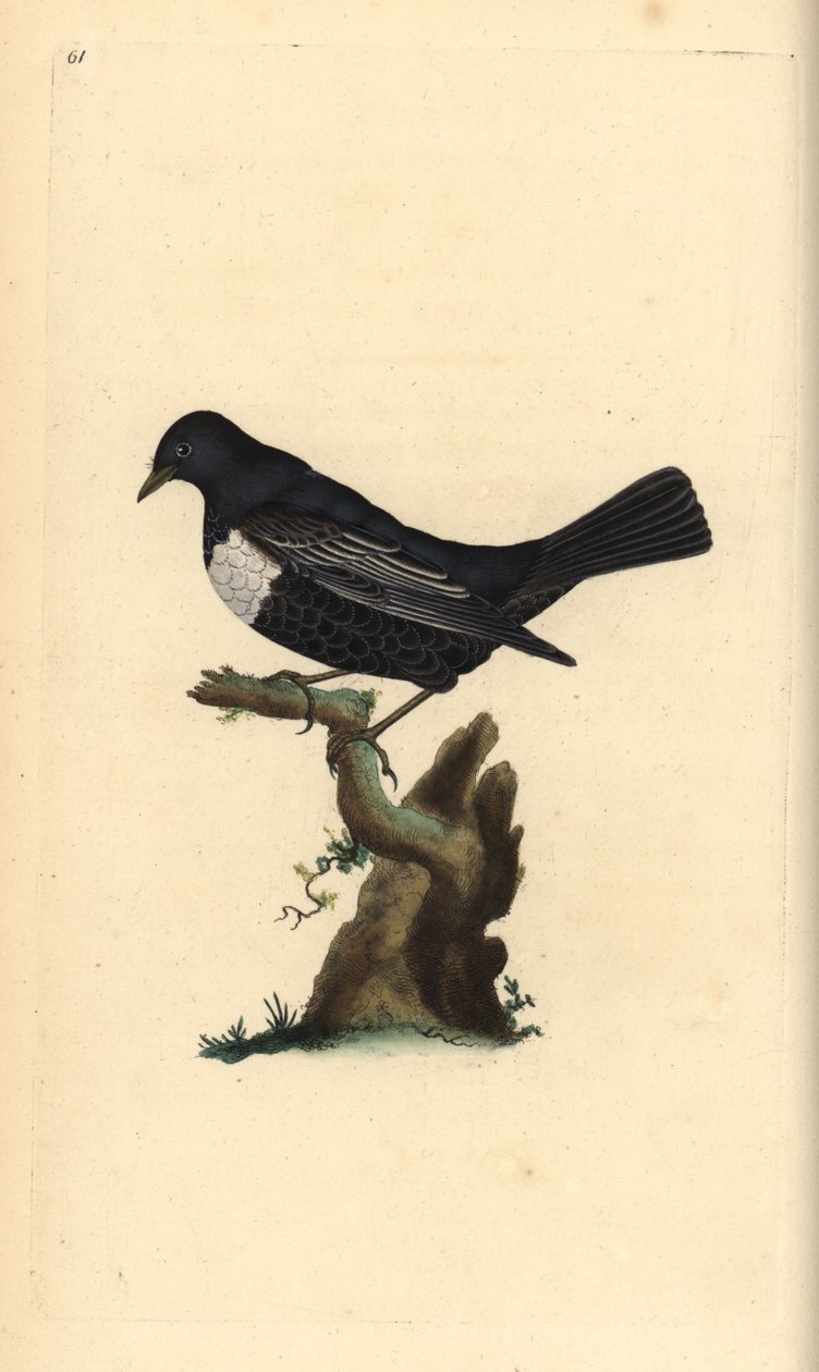 Ringouzel, Turdus torquatus. Håndfarget kobberplate tegnet og gravert av Edward Donovan fra hans egen "Natural History of British Birds," London av Edward Donovan
