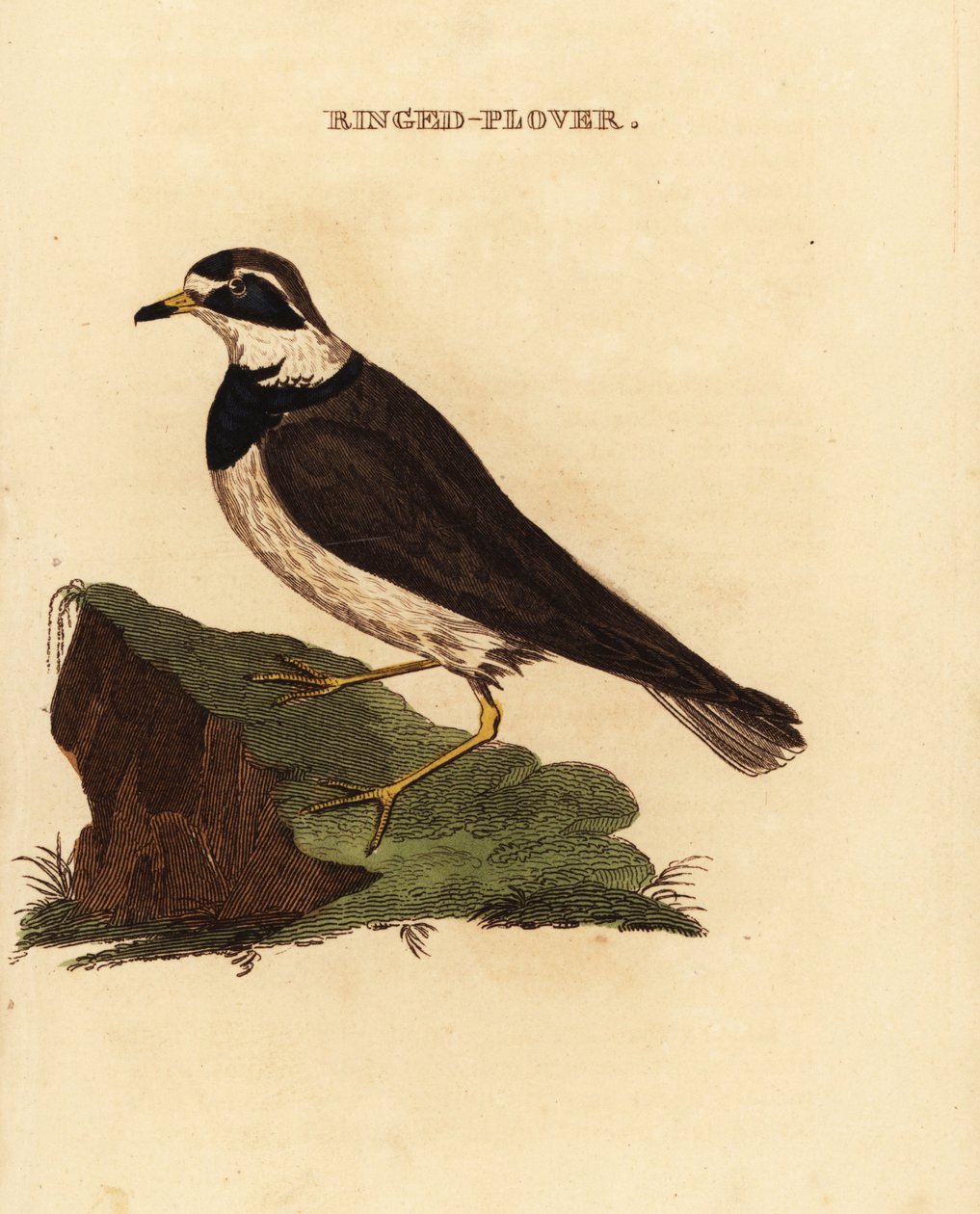 Ringhår, Charadrius hiaticula av Edward Donovan