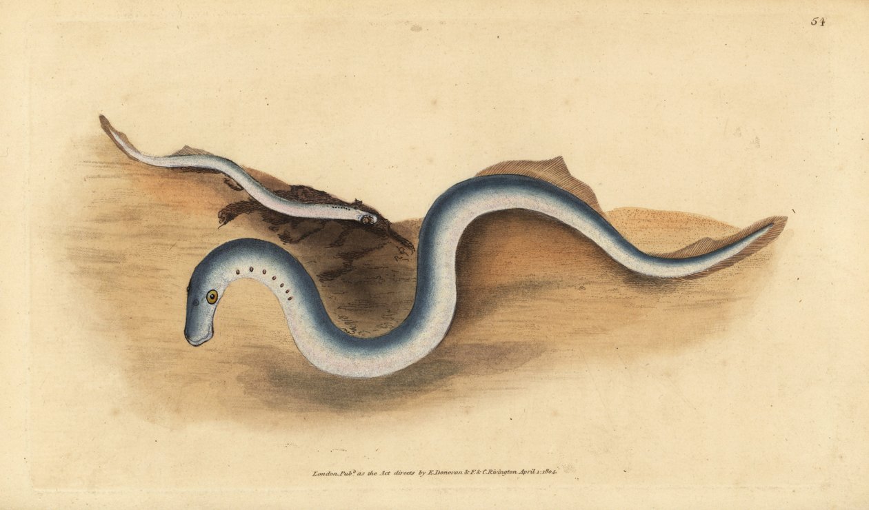 Elvelamprey, Lampetra fluviatilis (Lampern eller mindre lamprey, Petromyzon fluviatilis). Håndfarget kobberplate tegnet og gravert av Edward Donovan fra hans Natural History of British Fishes, Donovan og F.C. og J. Rivington, London av Edward Donovan