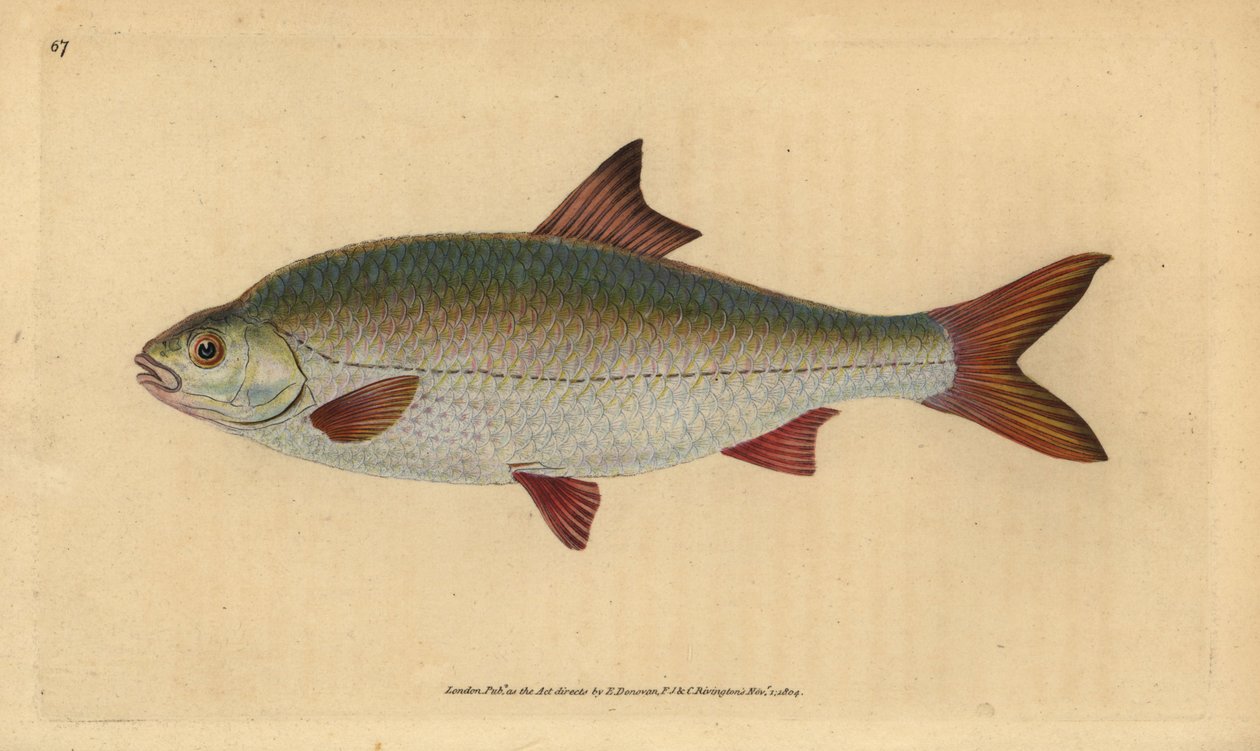Mort, Rutilus rutilus (Cyprinus ritulus). Håndfarget kobberplate tegnet og gravert av Edward Donovan fra hans Natural History of British Fishes, Donovan og F.C. og J. Rivington, London av Edward Donovan