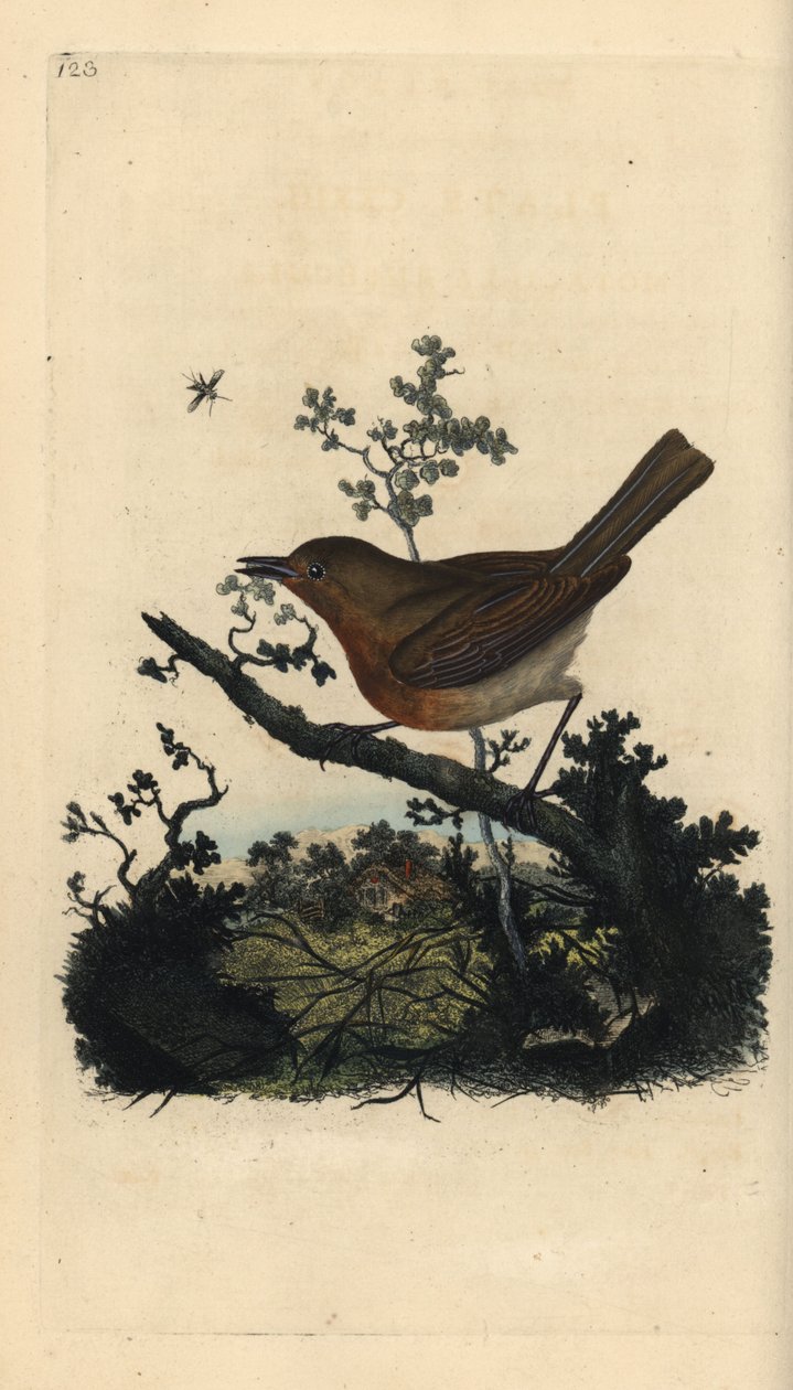 Robin rødbryst, Erithacus rubecula. Håndfarget kobberplate tegnet og gravert av Edward Donovan fra hans egen "Natural History of British Birds," London av Edward Donovan