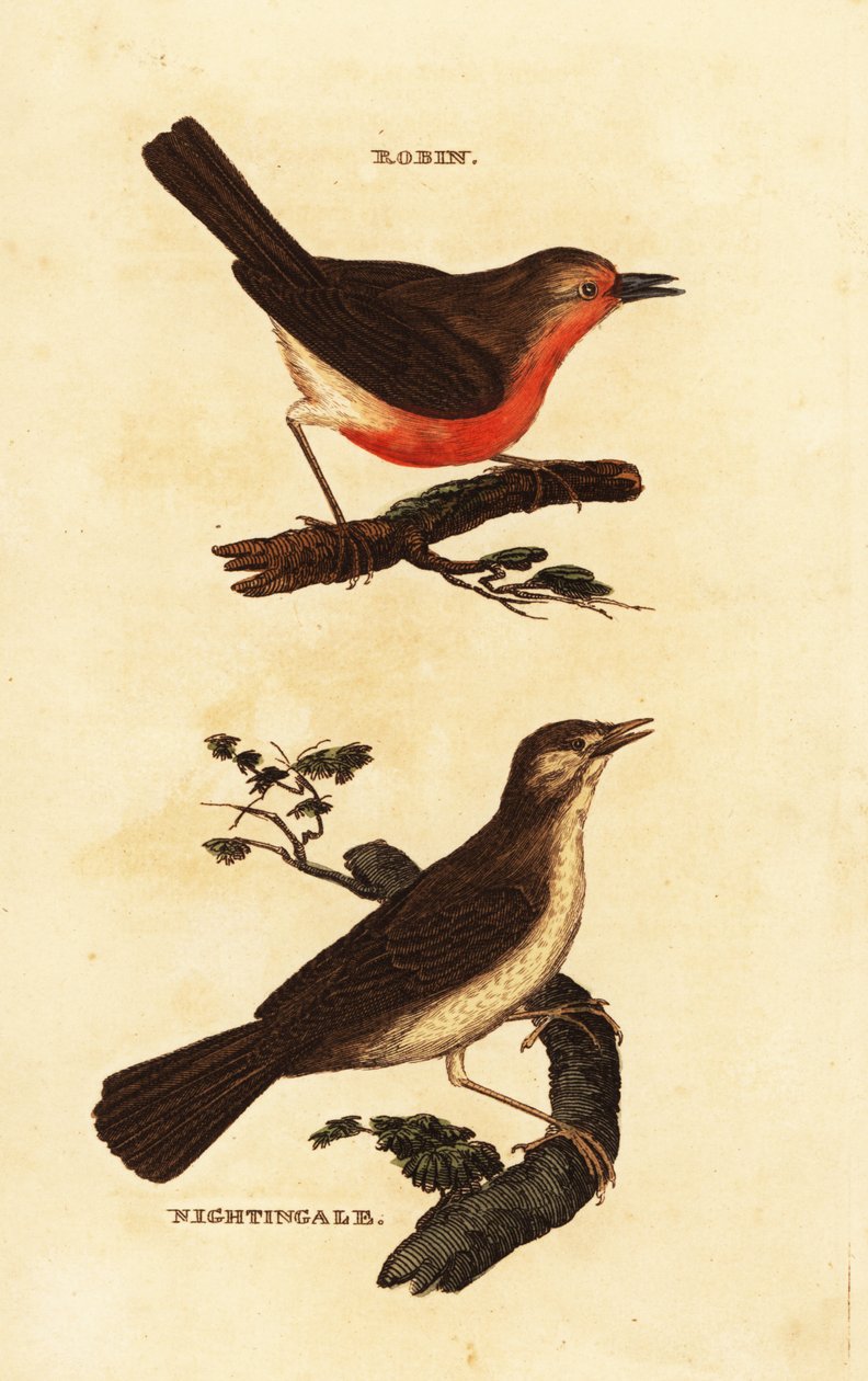 Robin rødbryst, Erithacus rubecula og nattergal, nattergal megarhynchos av Edward Donovan
