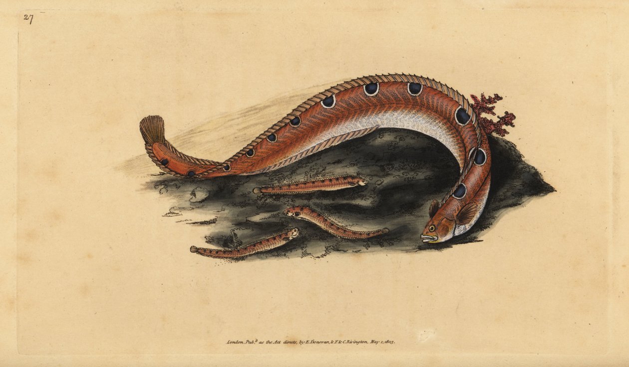 Stein gunnel, Pholis gunnellus (Spotted bleny eller butter fish, Blennius gunnellus). Håndfarget kobberplate tegnet og gravert av Edward Donovan fra hans Natural History of British Fishes, Donovan og F.C. og J. Rivington, London av Edward Donovan