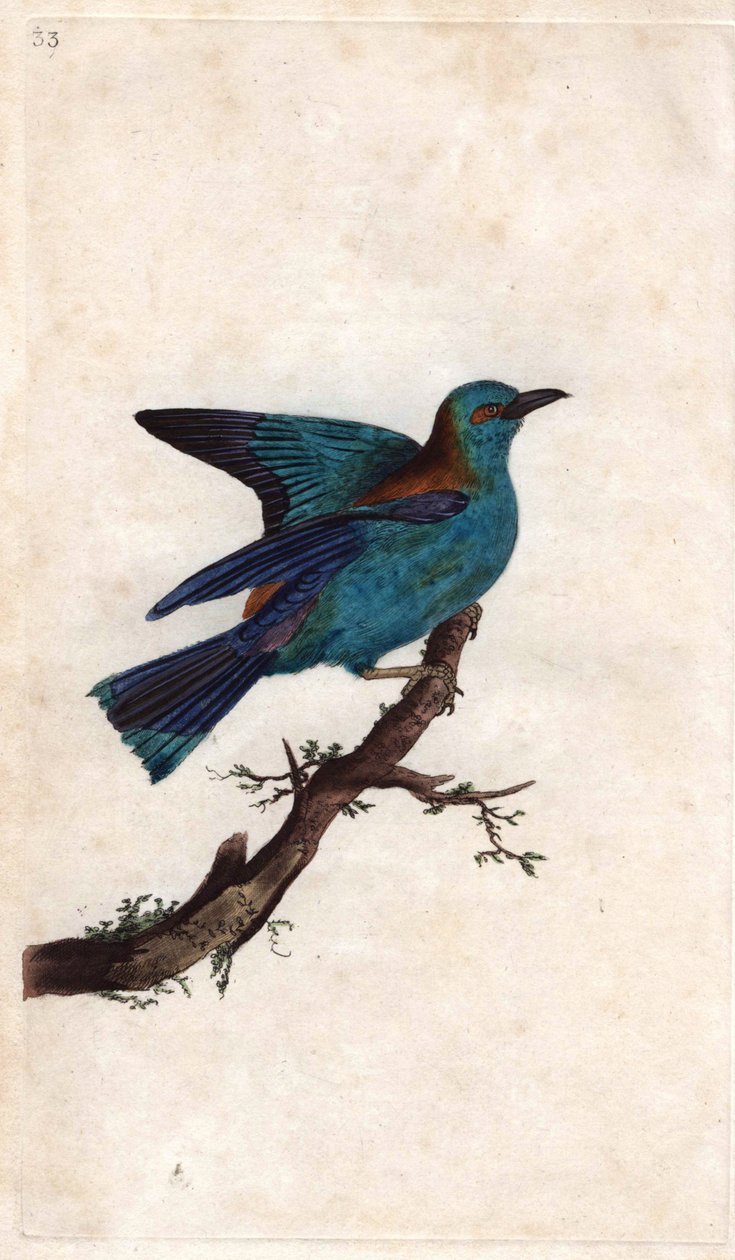 Roller of Europe. Coracias garrula (Coracias garrula). Kobberstikk av Edward Donovan (1768-1837), publisert i Natural History of British Birds, London av Edward Donovan
