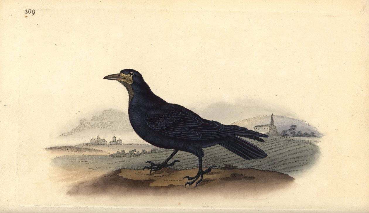 Rook, Corvus frugilegus. Håndfarget kobberplate tegnet og gravert av Edward Donovan fra hans egen "Natural History of British Birds," London av Edward Donovan