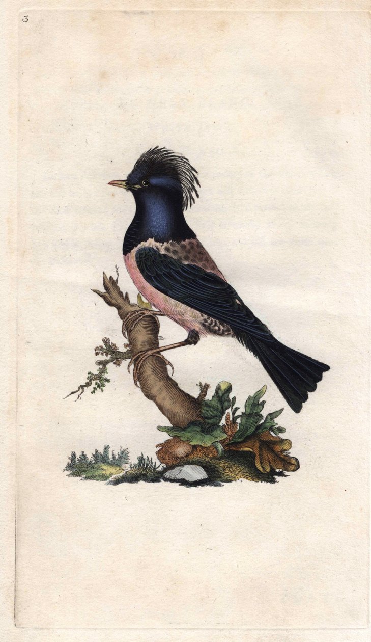 Stærfink. Sturnus roseus (Turdus roseus). Kobberstikk av Edward Donovan (1768-1837), publisert i Natural History of British Birds, London av Edward Donovan
