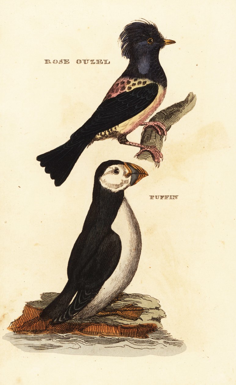 Rosa stær, Pastor roseus og atlantisk lundefugl, Fratercula arctica av Edward Donovan