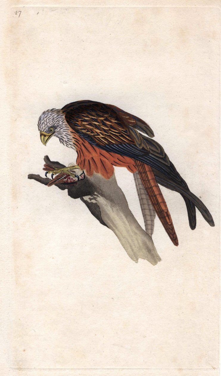 Royal Milano. Milvus milvus (Falco milvus). Kobberstikk av Edward Donovan (1768-1837), publisert i Natural History of British Birds, London av Edward Donovan