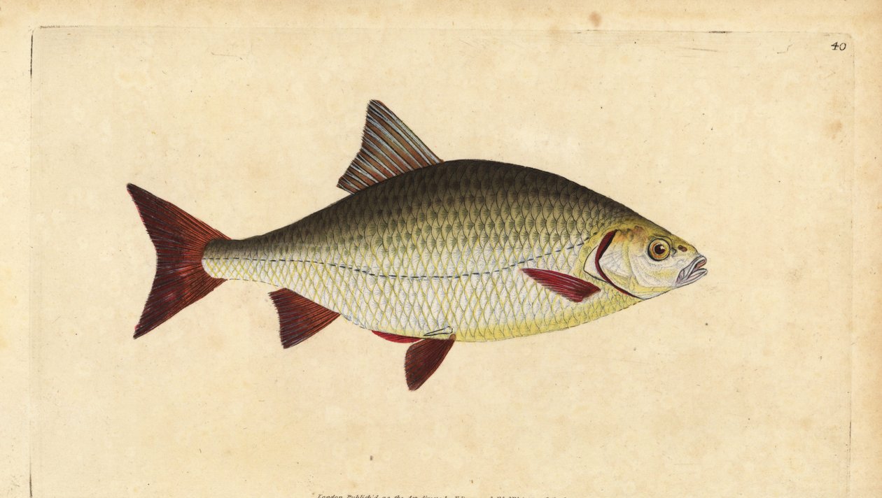 Rudd, Scardinius erythrophthalmus (rødt øye, Cyprinus erythrophthalmus). Håndfarget kobberplate tegnet og gravert av Edward Donovan fra hans Natural History of British Fishes, Donovan og F.C. og J. Rivington, London av Edward Donovan
