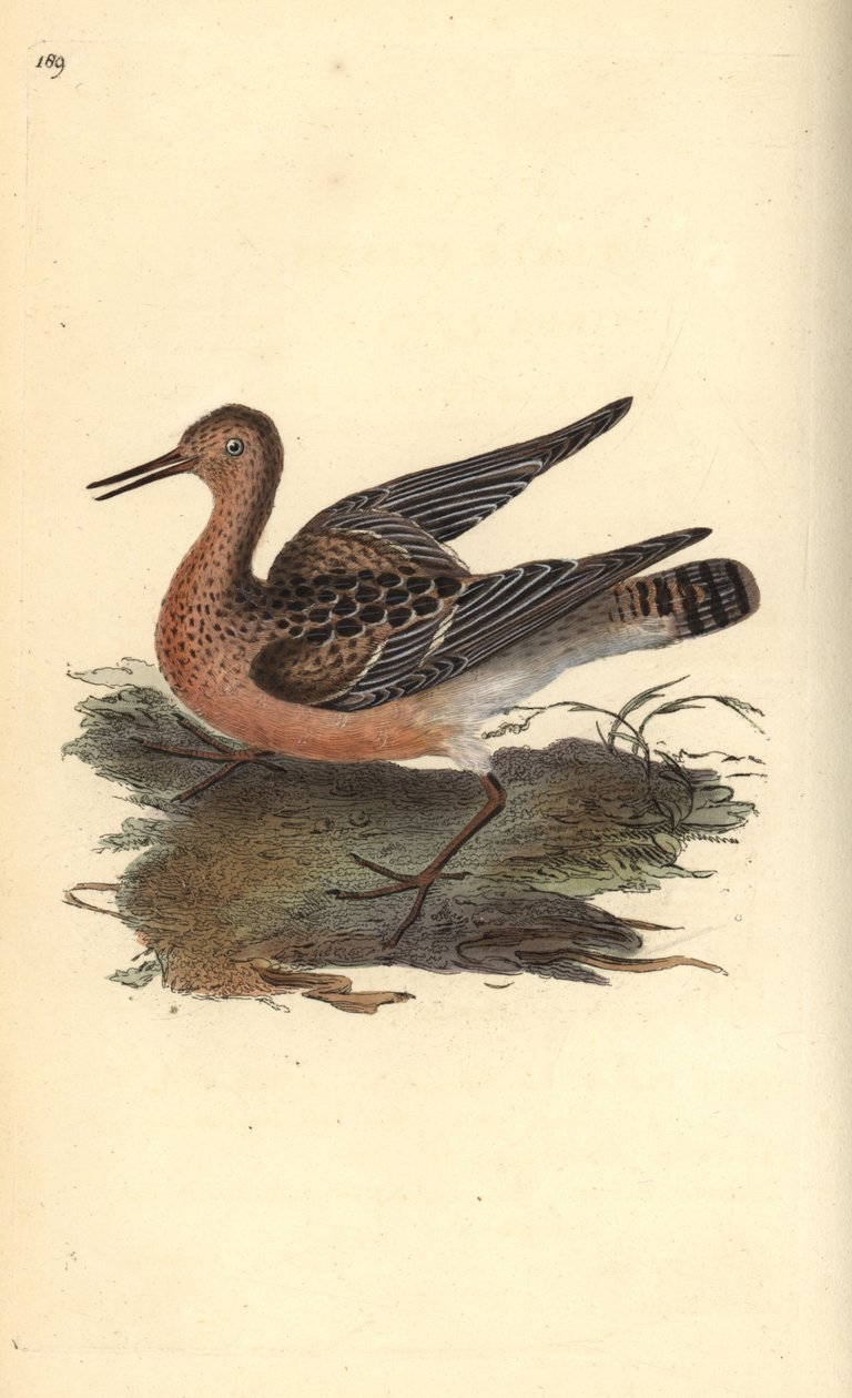 Ruff, Philomachus pugnax, hunn. Håndfarget kobberplate tegnet og gravert av Edward Donovan fra hans egen "Natural History of British Birds," London av Edward Donovan