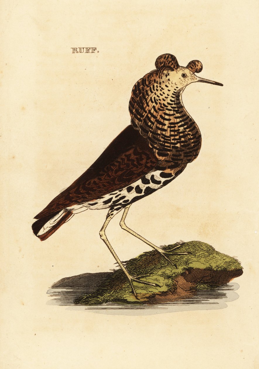 Ruff, hann, Philomachus stridbar av Edward Donovan