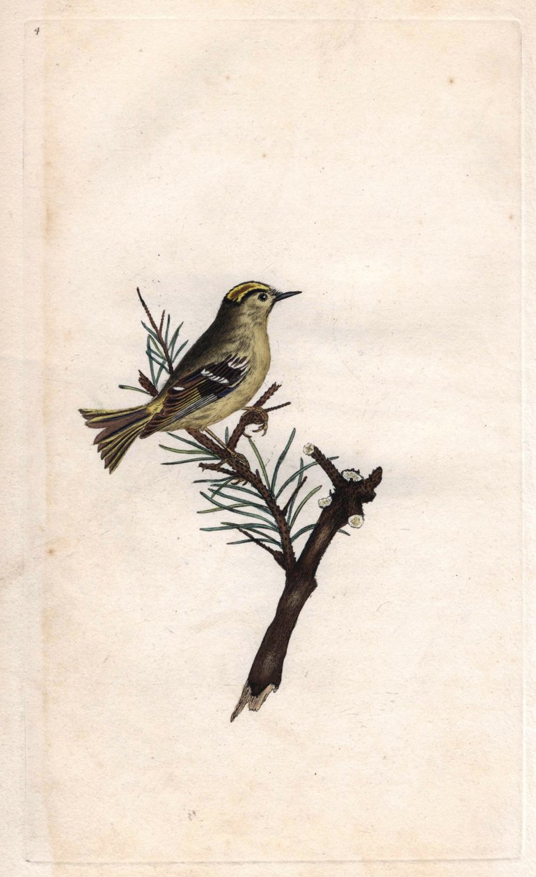 Ruppe konge. Regulus regulus (Motacilla regulus). Kobberstikk av Edward Donovan (1768-1837), publisert i Natural History of British Birds, London av Edward Donovan