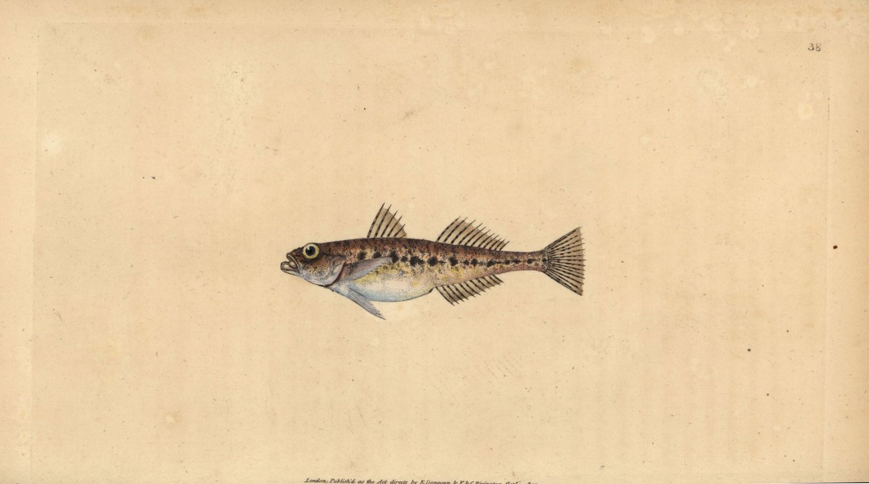Sandkulling, Pomatoschistus minutus (Flekkkulling, Gobius minutus). Håndfarget kobberplate tegnet og gravert av Edward Donovan fra hans Natural History of British Fishes, Donovan og F.C. og J. Rivington, London av Edward Donovan