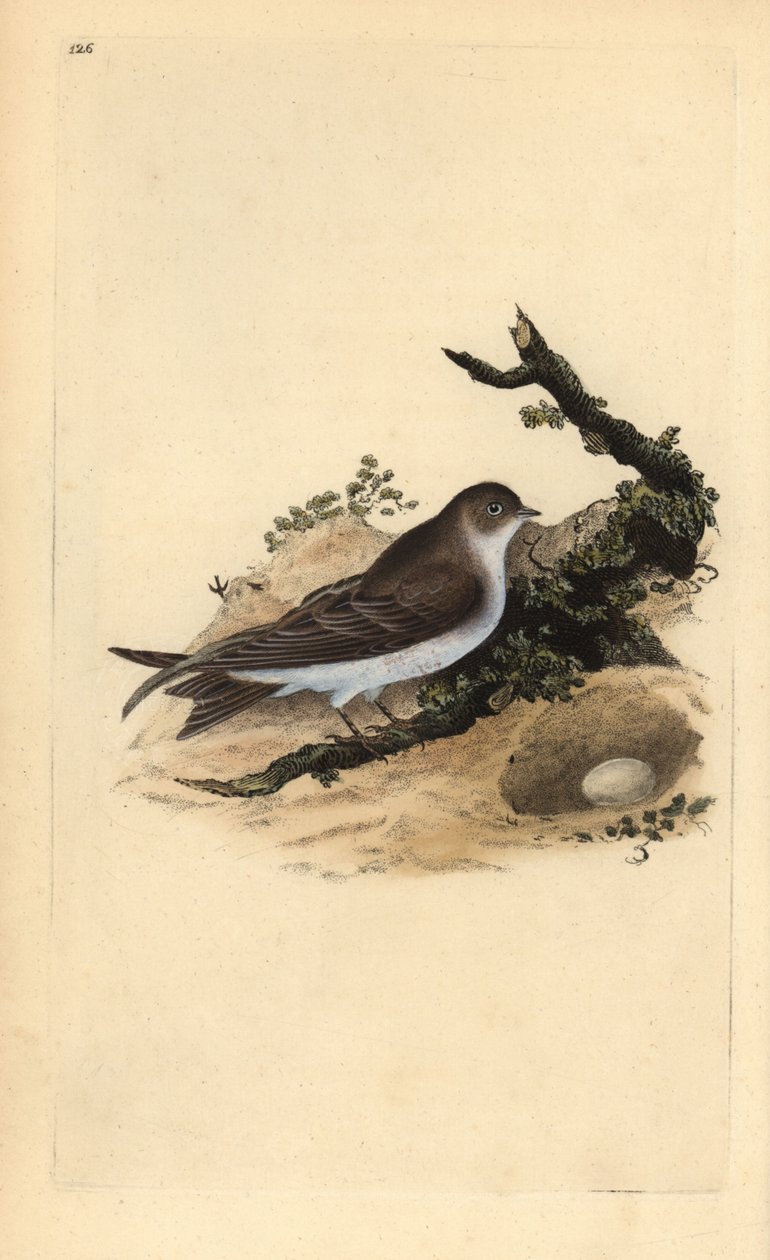 Sandmartin, Riparia riparia, med reir og egg. Håndfarget kobberplate tegnet og gravert av Edward Donovan fra hans egen "Natural History of British Birds" (1794-1819). Edward Donovan (1768–1837) var en anglo-irsk amatørzoolog, forfatter, kunstner og av Edward Donovan