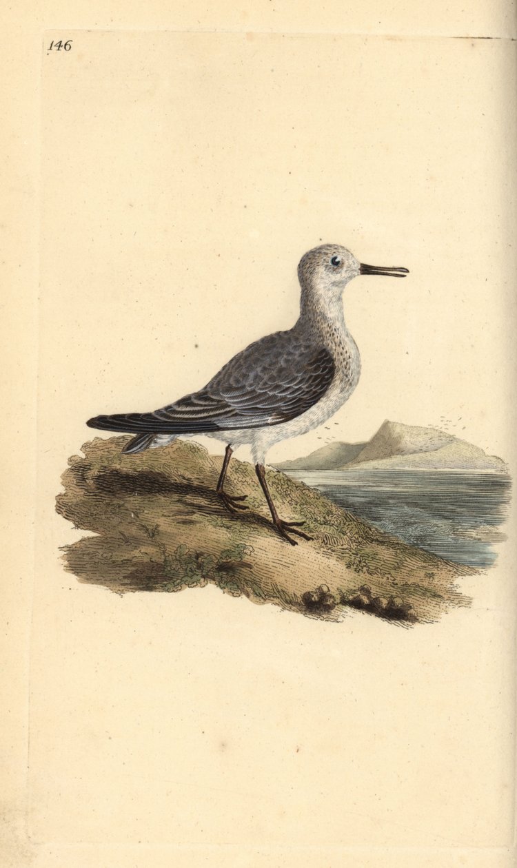 Sanderling, Calidris alba. Håndfarget kobberplate tegnet og gravert av Edward Donovan fra hans egen "Natural History of British Birds," London av Edward Donovan