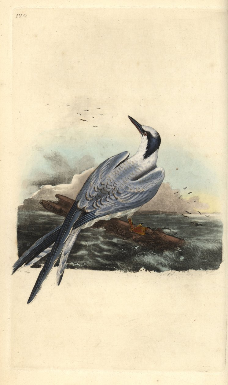 Sandwichterne, Thalasseus sandvicensis. Håndfarget kobberplate tegnet og gravert av Edward Donovan fra hans egen "Natural History of British Birds," London av Edward Donovan