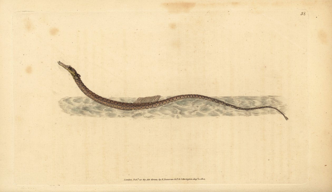 Sargassum pipefish eller pelagisk pipefish. Håndfarget kobberplate tegnet og gravert av Edward Donovan fra hans Natural History of British Fishes, Donovan og F.C. og J. Rivington, London av Edward Donovan