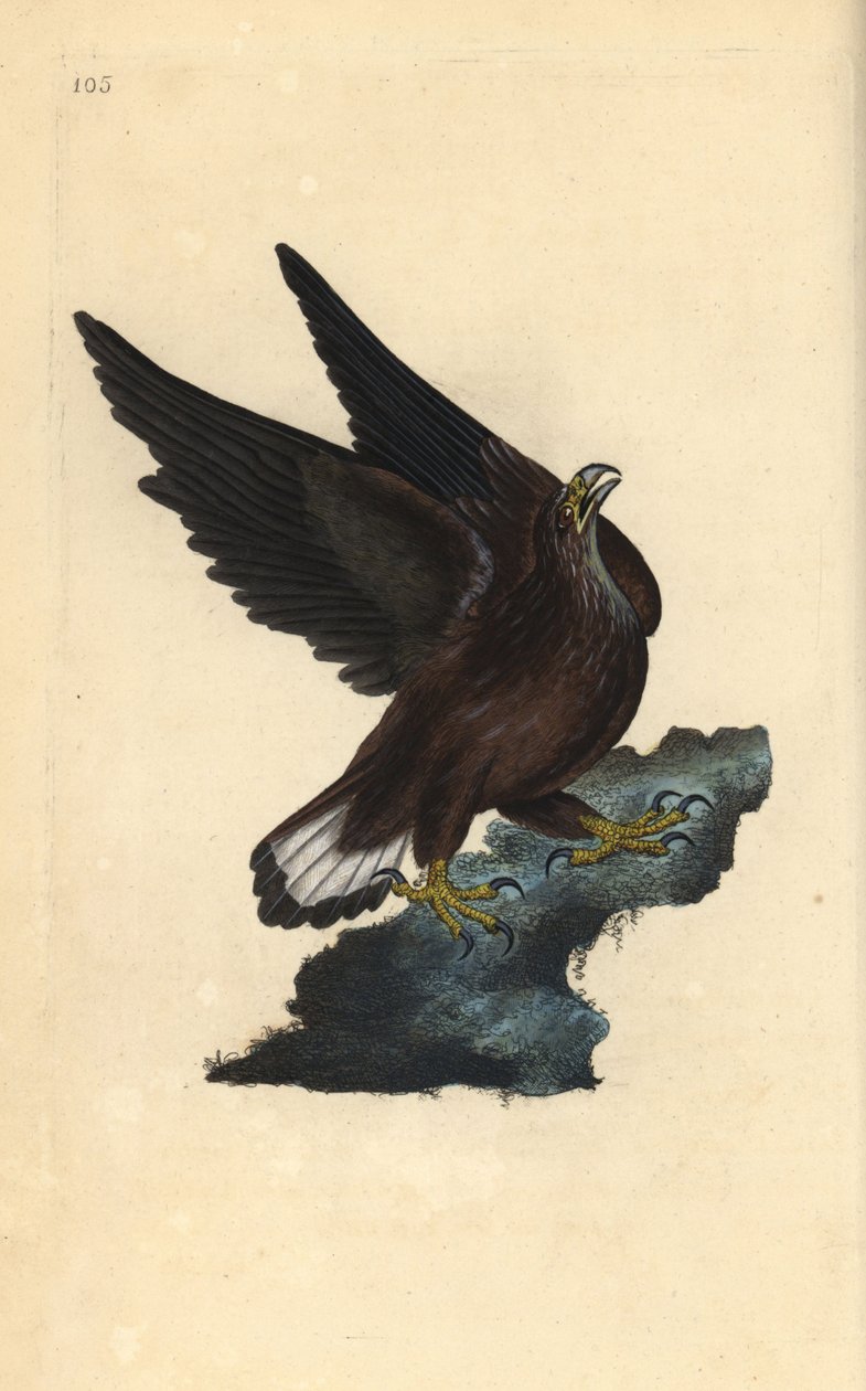 Havørn, Haliaeetus albicilla. Håndfarget kobberplate tegnet og gravert av Edward Donovan fra hans egen "Natural History of British Birds," London av Edward Donovan