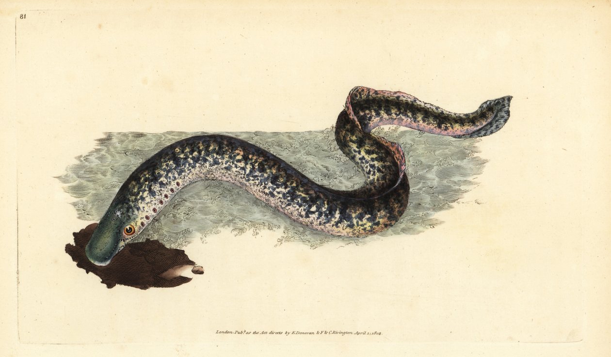 Sjølamprey, Petromyzon marinus (Marin eller flekkrey). Håndfarget kobberplate tegnet og gravert av Edward Donovan fra hans Natural History of British Fishes, Donovan og F.C. og J. Rivington, London av Edward Donovan