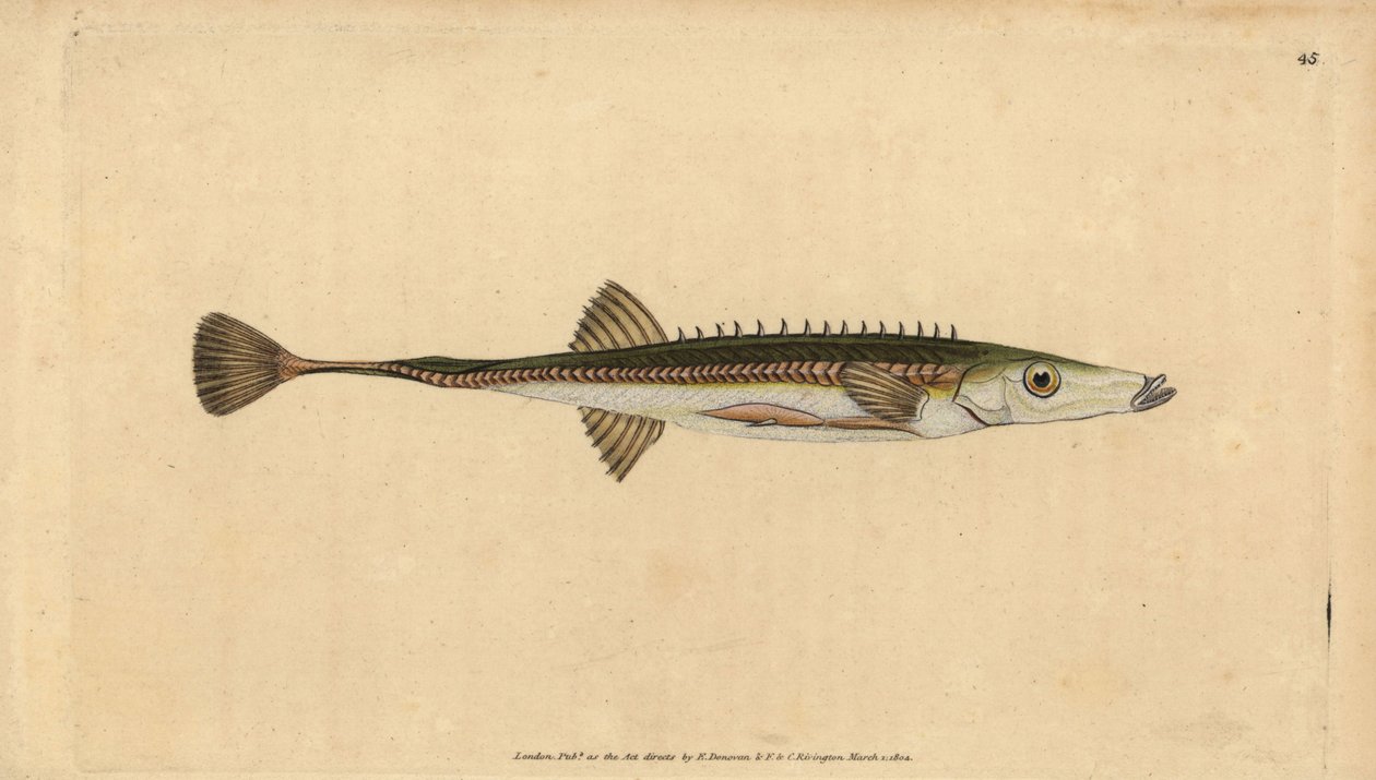Sjøstikkerygg, Spinachia spinachia (Femten-pigget pinnerygg, Gasterosteus spinachia). Håndfarget kobberplate tegnet og gravert av Edward Donovan fra hans Natural History of British Fishes, Donovan og F.C. og J. Rivington, London av Edward Donovan