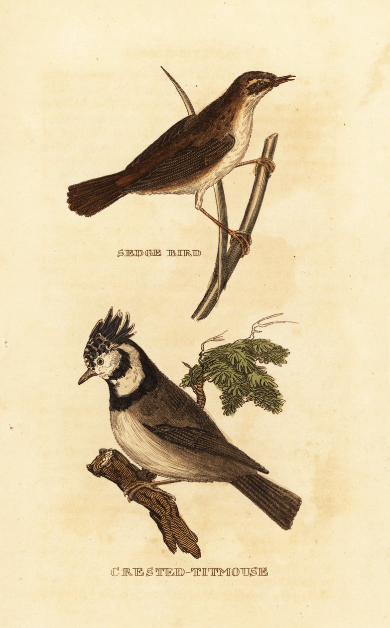 Hjørnesanger, Acrocephalus schoenobaenus og europeisk toppmeis, Lophophanes cristatus av Edward Donovan