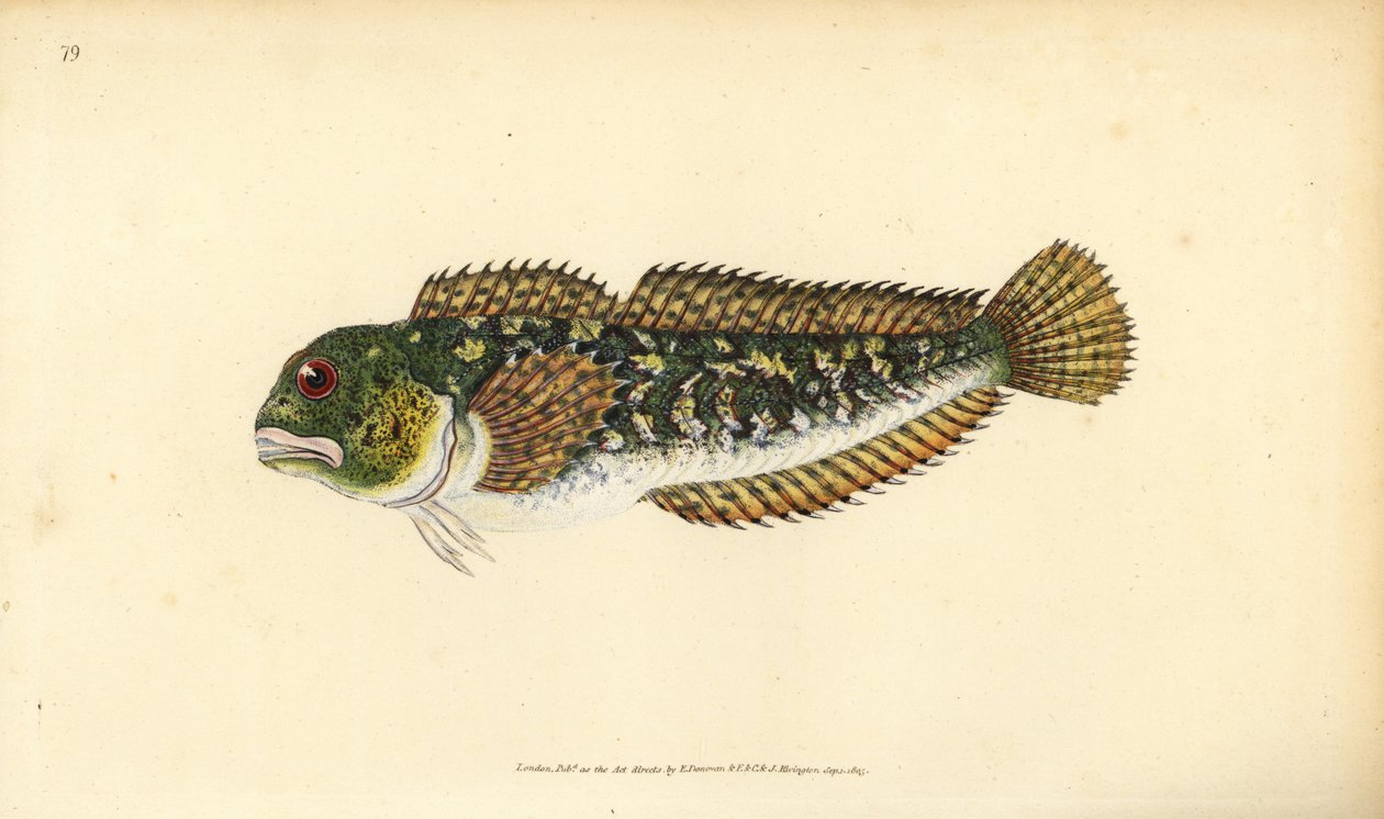 Shanny, Lipophrys pholis (Smooth blenny, Blennius pholis). Håndfarget kobberplate tegnet og gravert av Edward Donovan fra hans Natural History of British Fishes, Donovan og F.C. og J. Rivington, London av Edward Donovan