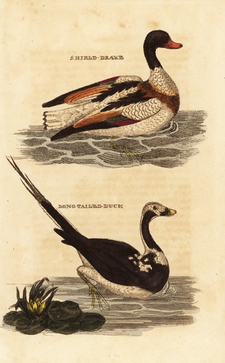 Shelduck, Tadorna tadorna og langhaleand, Clangula hyemalis av Edward Donovan