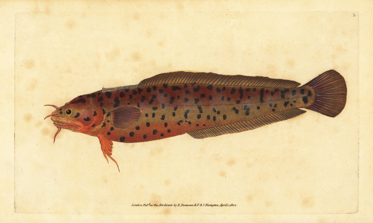Strandstein, Gaidropsarus mediterraneus (Treskjegget torsk eller stein, Gadus tricirratus). Håndfarget kobberplate tegnet og gravert av Edward Donovan fra hans Natural History of British Fishes, Donovan og F.C. og J. Rivington, London av Edward Donovan