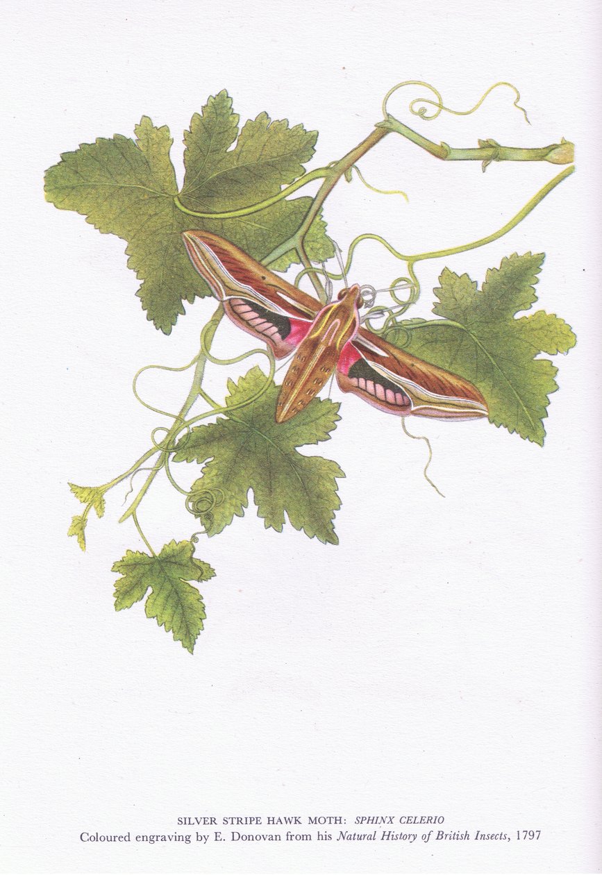 Silver Stripe Hawk Moth, Shinx Celerio, Nature in Britain utgitt av Collins, 1946 av Edward Donovan