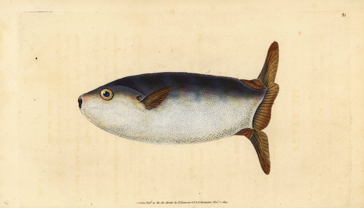 Slank solfisk, Ranzania laevis (avkortet solfisk, Tetrodon truncatus). Håndfarget kobberplate tegnet og gravert av Edward Donovan fra hans Natural History of British Fishes, Donovan og F.C. og J. Rivington, London av Edward Donovan
