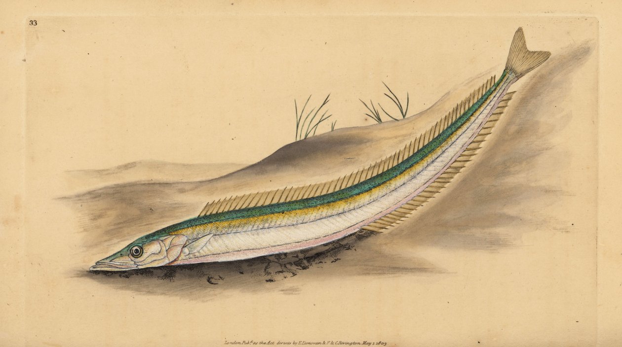 Liten tobis, tobis eller tobis, Ammodytes tobianus. Håndfarget kobberplate tegnet og gravert av Edward Donovan fra hans Natural History of British Fishes, Donovan og F.C. og J. Rivington, London av Edward Donovan