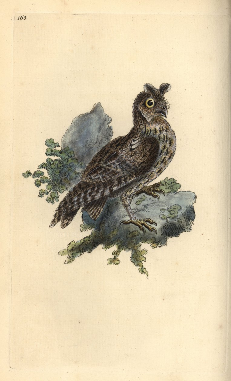 Mindre blyant eller sibirsk øreugle, Strix pulchella. (Scops owl, Otus scops?) Håndfarget kobberplate tegnet og gravert av Edward Donovan fra hans egen "Natural History of British Birds," London av Edward Donovan