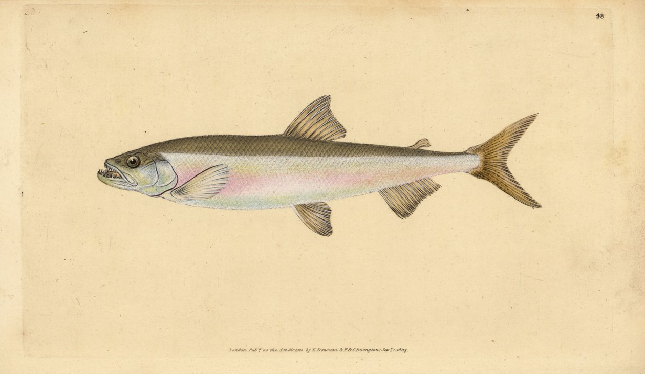 Smelt, Osmerus eperlanus (Salmo eperlanus). Håndfarget kobberplate tegnet og gravert av Edward Donovan fra hans Natural History of British Fishes, Donovan og F.C. og J. Rivington, London av Edward Donovan