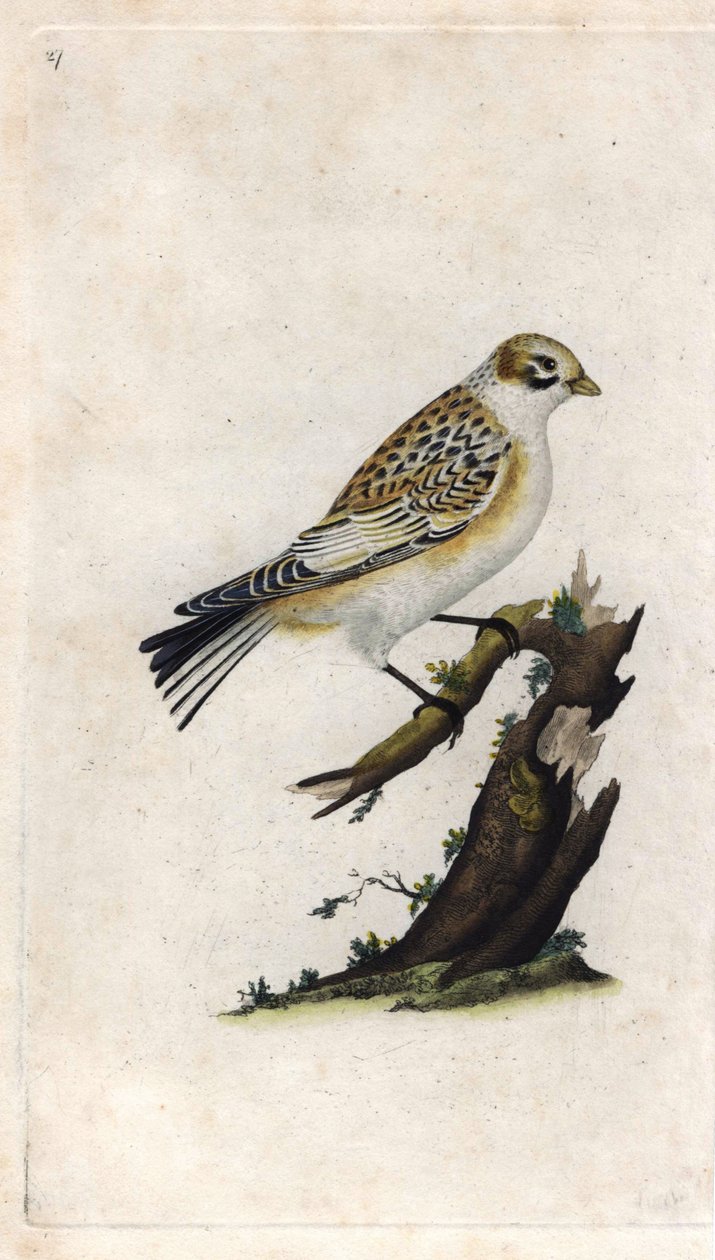 Snøspurv. Plectrophenax nivalis (Emberiza nivalis). Kobberstikk av Edward Donovan (1768-1837), utgitt i Histoire naturelle des oiseaux britanniques, London av Edward Donovan